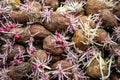 pile of sprouted potatoes ready for planting Royalty Free Stock Photo