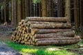 Pile of spruce wood in forest. A view of huge stacks of logs
