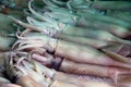 Pile of squid on ice, squid have a mantle and tentacles or arms.