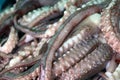 Pile of squid tentacles on ice, a slender flexible limb or appendage in an animal. Royalty Free Stock Photo