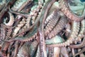 Pile of squid tentacles on ice, a slender flexible limb or appendage in an animal.