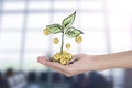 A pile of stack coin and growing sapling tree on hand Royalty Free Stock Photo