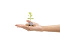 A pile of stack coin and growing sapling tree on hand Royalty Free Stock Photo