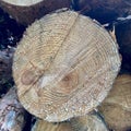 Pile or stack of natural fire wood logs