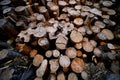 Pile or stack of natural fire wood logs texture background. Abstract photo of natural wooden logs texture Royalty Free Stock Photo