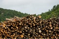Pile of stacked tree logs in front of a forest - the concept of climate change Royalty Free Stock Photo