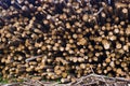 Pile of stacked wood Royalty Free Stock Photo