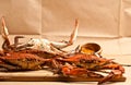 Pile of steamed and seasoned Colossal chesapeake blue crabs