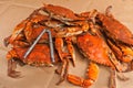 Pile of steamed and seasoned Colossal chesapeake blue crabs Royalty Free Stock Photo