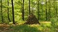 Pile of Stones Surrounded by Forest in Sunshine