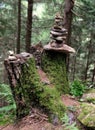 pile of stones on a tree trunk in the woods Royalty Free Stock Photo