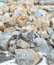 Pile of stones weathered beige part of the beach background natural background sea shore wildlife