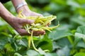 Pile of string beans Royalty Free Stock Photo