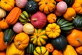 Pile of striped pumpkin and squashes of different colors and shapes, autumn fall harvesting and Thanksgiving concept