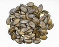 Pile of styrian pumpkin seeds close up on gray Royalty Free Stock Photo