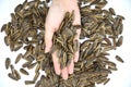 Pile of Sunflower Seed. Isolated White Background. Hand Holding. Royalty Free Stock Photo