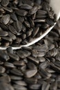 A pile of sunflower seeds. A closeup of dry sunflower seeds. Appetizing seeds. Royalty Free Stock Photo