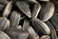 A pile of sunflower seeds. A closeup of dry sunflower seeds. Appetizing seeds. Royalty Free Stock Photo