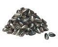 A pile of sunflower seeds. Watercolor illustration. Isolated on a white background. For design. Royalty Free Stock Photo