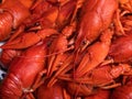 pile of tasty boiled crawfish. Boiled red crayfish or crawfish with herbs on a table Royalty Free Stock Photo