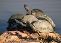 Pile of terrapins on a rock Royalty Free Stock Photo