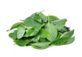 Pile of thai basil leaves isolated on white Royalty Free Stock Photo