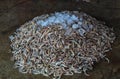 pile of tiger prawn and white shrimps on floor in asian fish market for sale Royalty Free Stock Photo