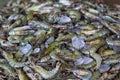 pile of tiger prawn and white shrimps on floor in asian fish market for sale Royalty Free Stock Photo