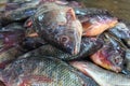 pile of tilapia fish after harvesting from farm pond genetically improved GMO GIFT tilapia nilotica fish culture Royalty Free Stock Photo