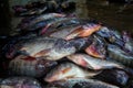 pile of tilapia fish after harvesting from farm pond genetically improved GMO GIFT tilapia nilotica fish culture Royalty Free Stock Photo