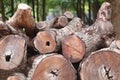 Pile of timber is cut out into from forest in illegal loggers. Royalty Free Stock Photo