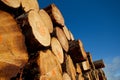 Pile of timber logs from logging