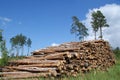 Pile of Timber Logs Summer Landscape Royalty Free Stock Photo