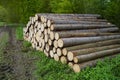 pile of timber wood by the road in the lush green spring wood in Bavarian village Birkach, Bavaria, Germany