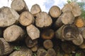 pile of tree trunks