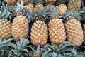 A pile of tropical pineapple fruit in a big tray Royalty Free Stock Photo