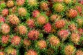 Pile of tropical rambutan fruits. Pink and spiky rambutan are piled on a table at a farmers market.