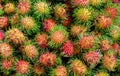 Pile of tropical rambutan fruits. Pink and spiky rambutan are piled on a table at a farmers market.