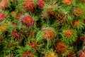 Pile of tropical rambutan fruits. Pink and spiky rambutan are piled on a table at a farmers market.