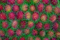 Pile of tropical rambutan fruits. Pink and spiky rambutan are piled on a table at a farmers market. Healthy fruits rambutans backg Royalty Free Stock Photo