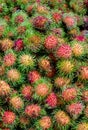 Pile of tropical rambutan fruits. Pink and spiky rambutan are piled on a table at a farmers market.