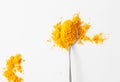 A pile of turmeric spice powder in a spoon on a white background Royalty Free Stock Photo