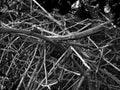 A pile twigs. Black and white photo