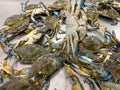 a pile of uncooked blue crab, raw blue crab on display Royalty Free Stock Photo