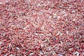 Pile of uncooked riceberry red rice Royalty Free Stock Photo