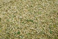 A pile of unhulled grains. Royalty Free Stock Photo