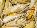 Pile of unhusked sweet corn cobs