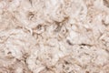 Pile of unprocessed high quality merino wool Royalty Free Stock Photo