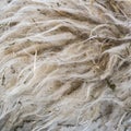 Pile of unprocessed high quality New Zealand wool.