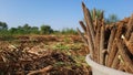 Pile of unprocessed pearl millet in a basket in Indian field while crop harvesting